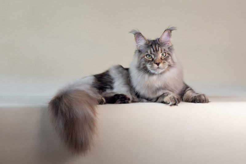 silver-tabby-turtle-maine-coon-female-lies-on-a-light-background
