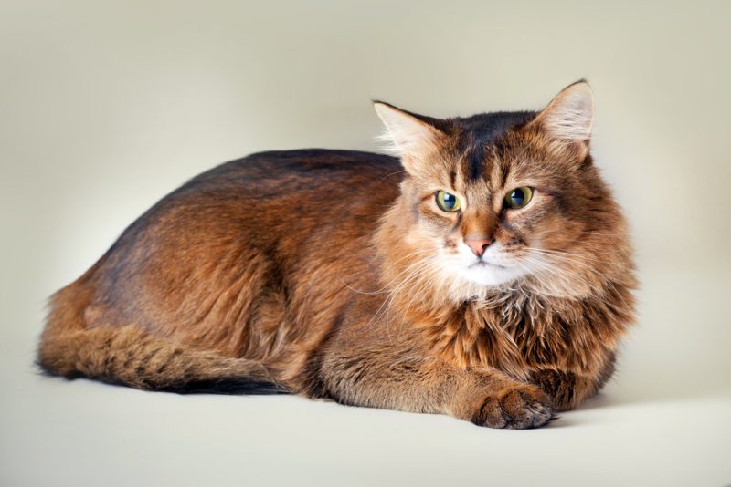 somali-cat
