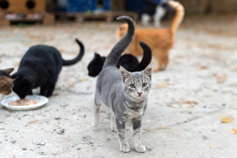 Stray cats eating on the street
