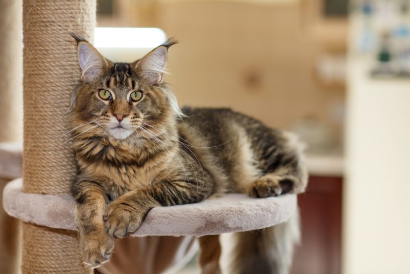 tabby cat lying on cat tree