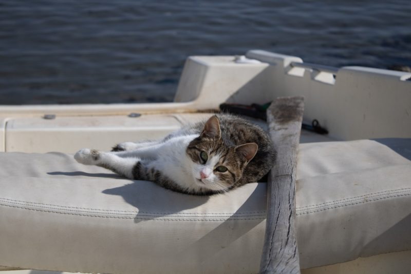 tabby cat lying on the boat
