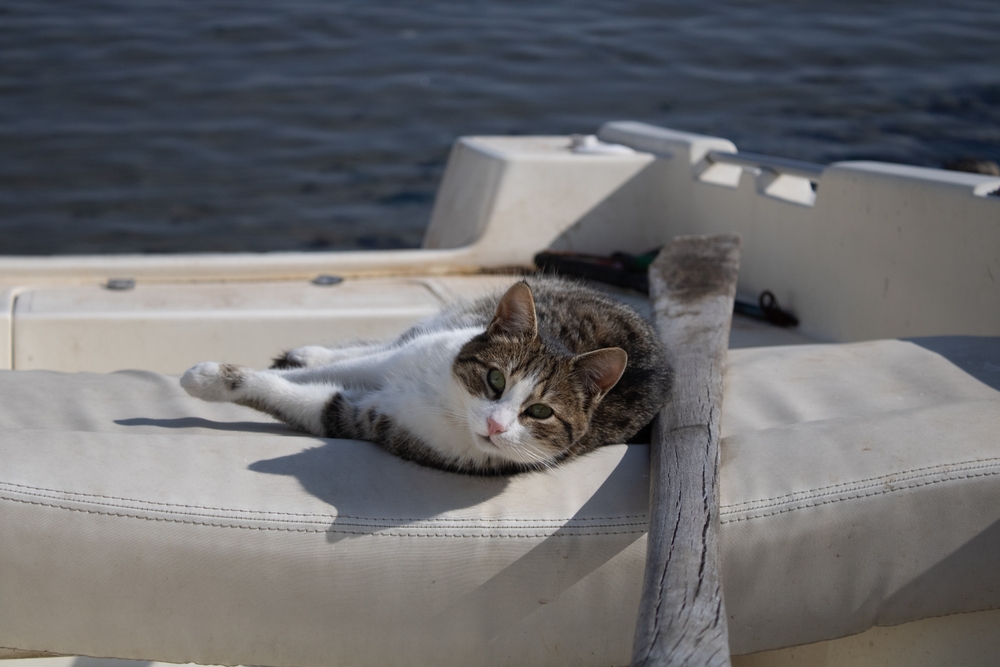 tabby cat lying on the boat