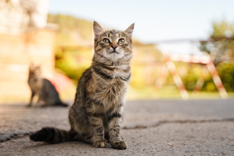 tabby cats on the road