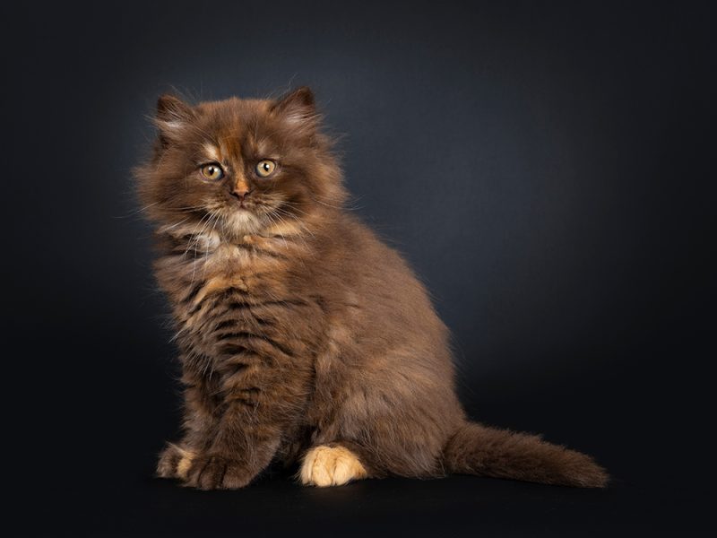 tortie British Longhair cat