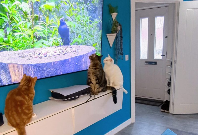Transfixed