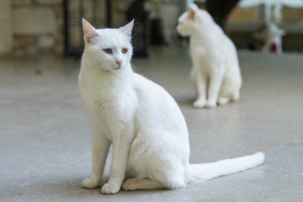 Turkish Vankedisi cats sitting on tiled floor