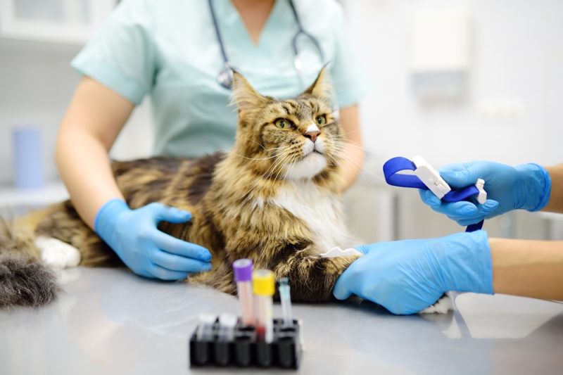 Two professional veterinarians take a blood test from a Maine Coon cat at a veterinary clinic