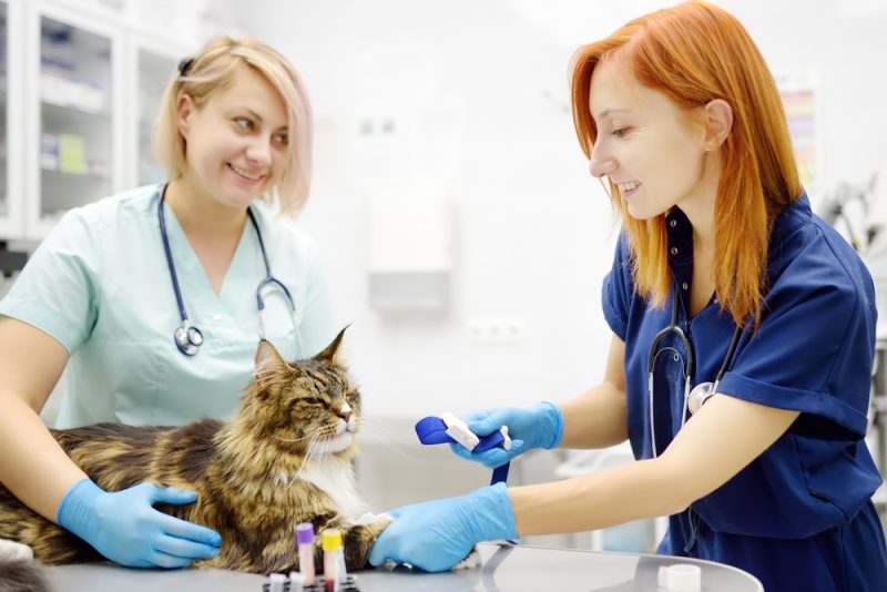 two veterinarians taking a blood test from a Maine Coon cat at a clinic