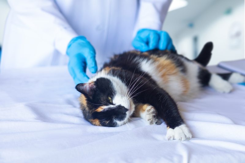 vet checking cat on the table