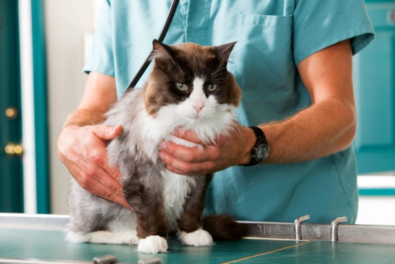 vet checking up cat in the clinic