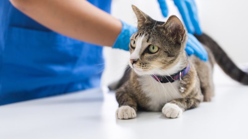 vet checking up tabby cat