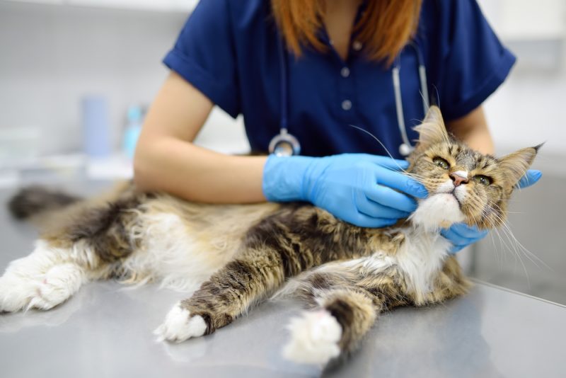 vet examining a cat in the clinic