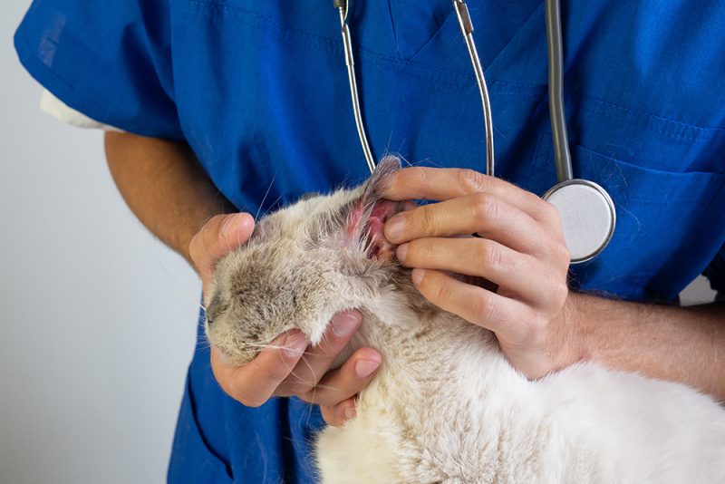 vet examining red sore ear of a cat