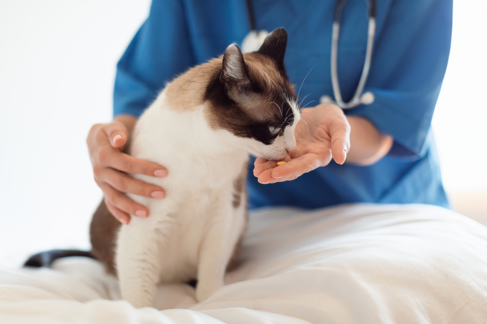 vet giving medicine to a cat