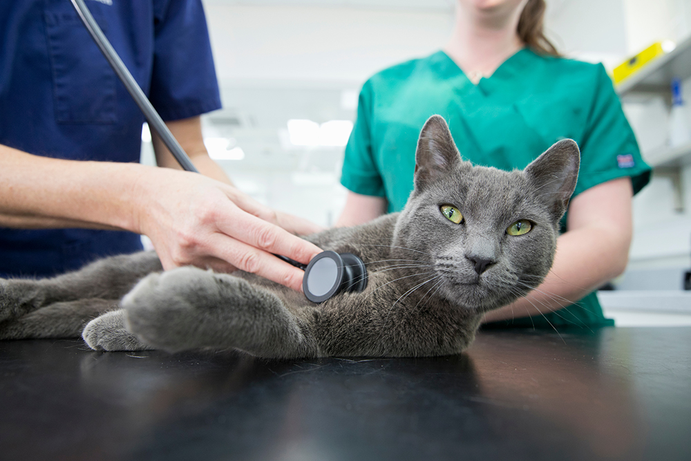 veterinarians examining a grey cat