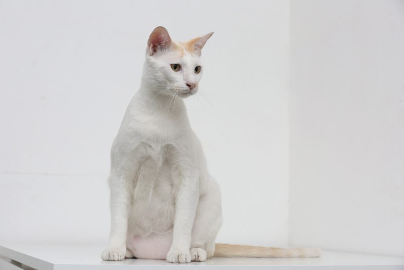 white cat with primordial pouch sitting on the table