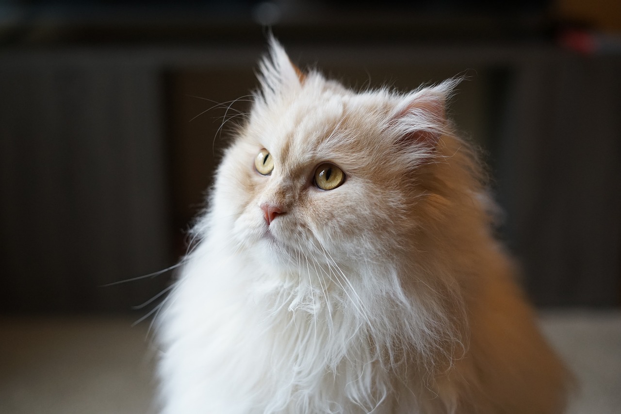 White Persian cat staring