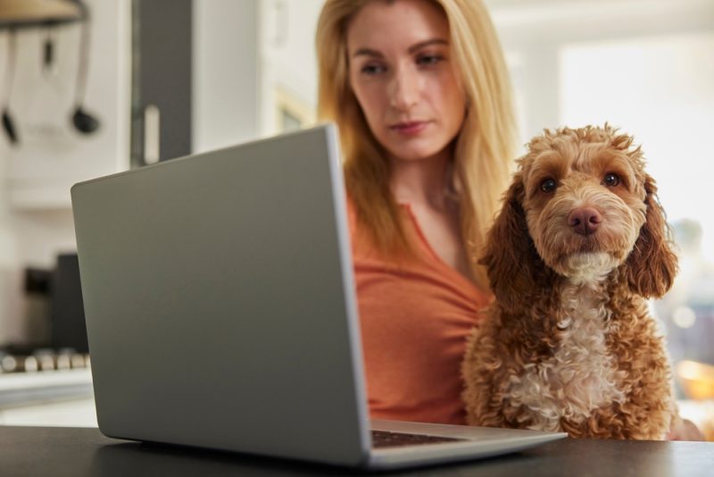 Woman With Pet Cockapoo Dog Researching Insurance On Laptop At Home