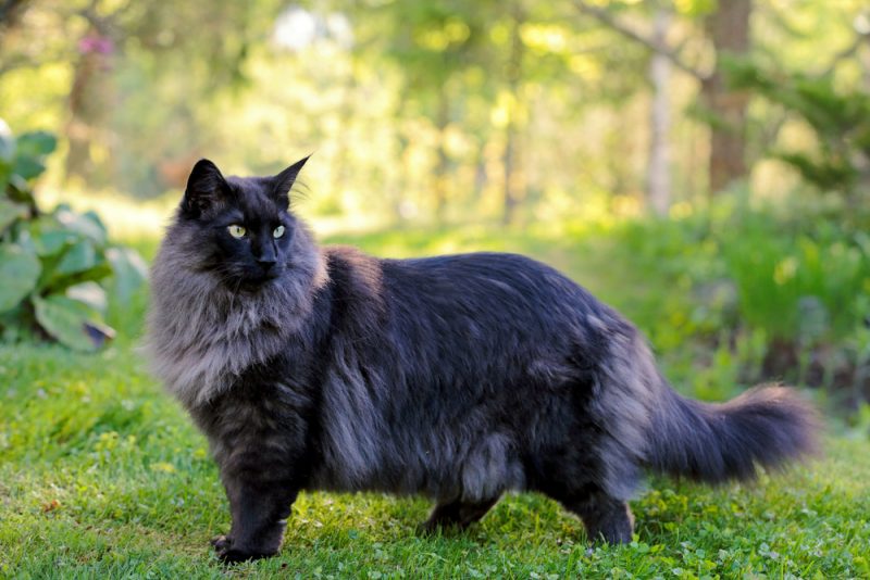Young Norwegian forest cat male standing in a garden
