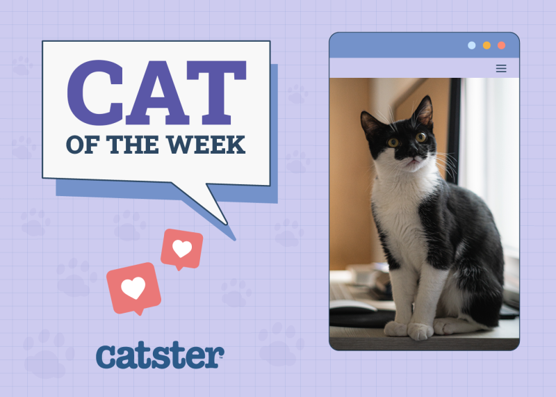 Cat Of The Week