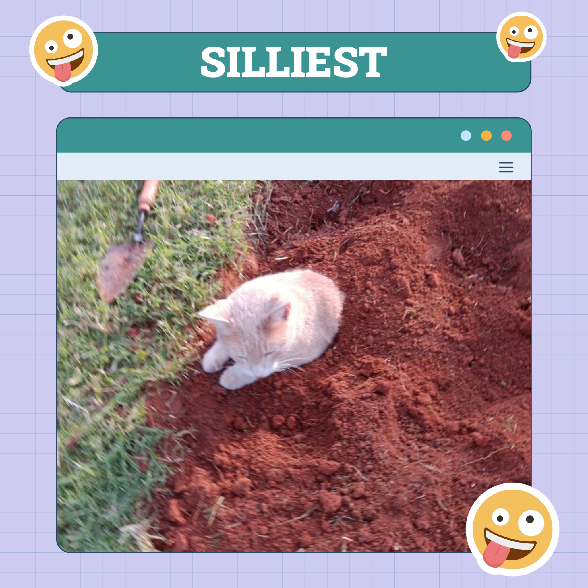 Cat Silliest