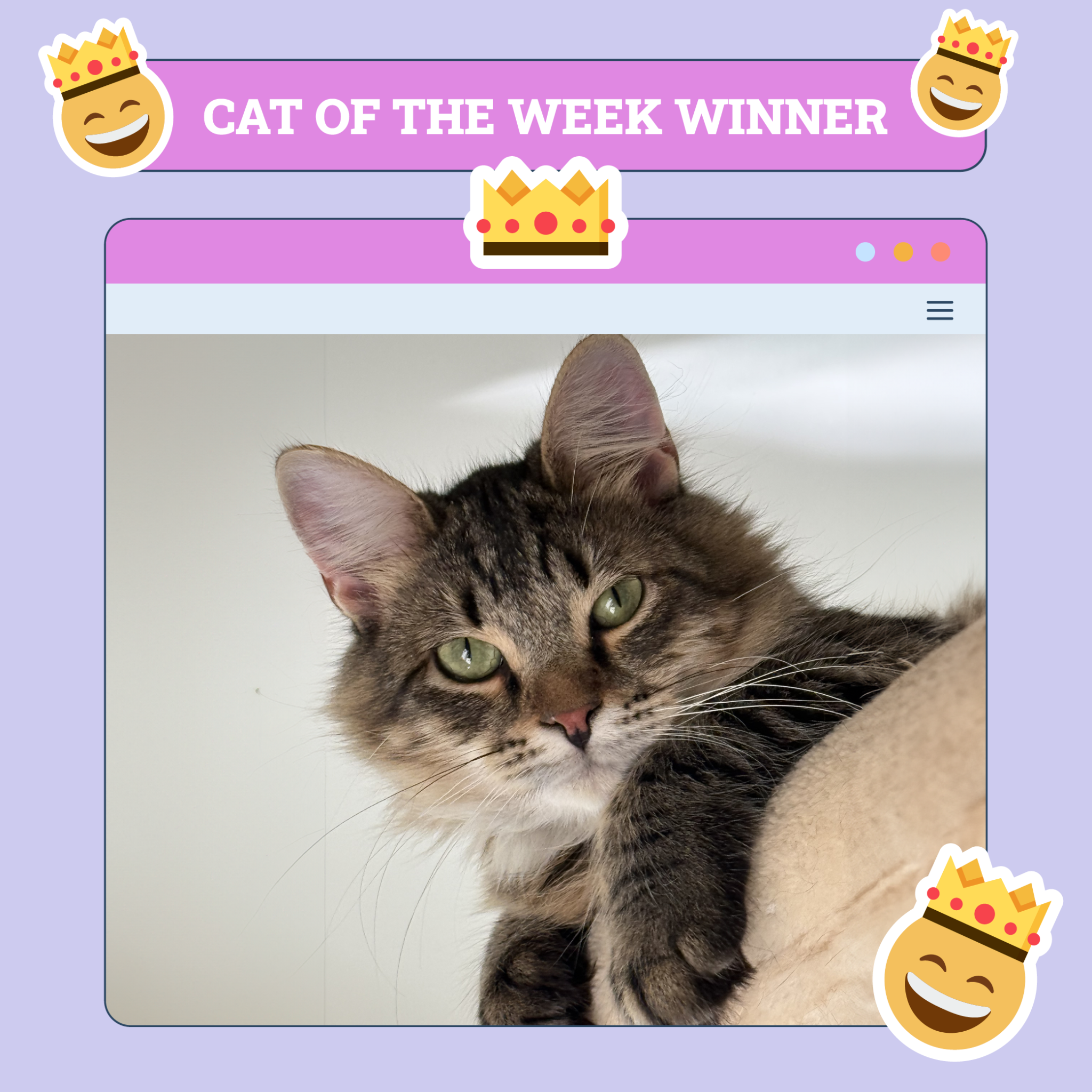 Cat Winner This Week