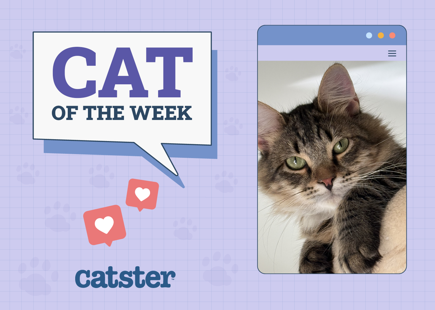 Cat Winner