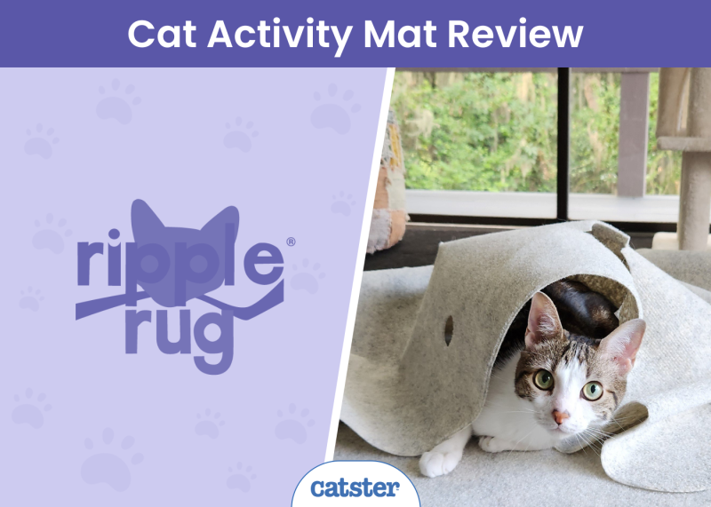 Ripple Rug Cat Activity Mat 2