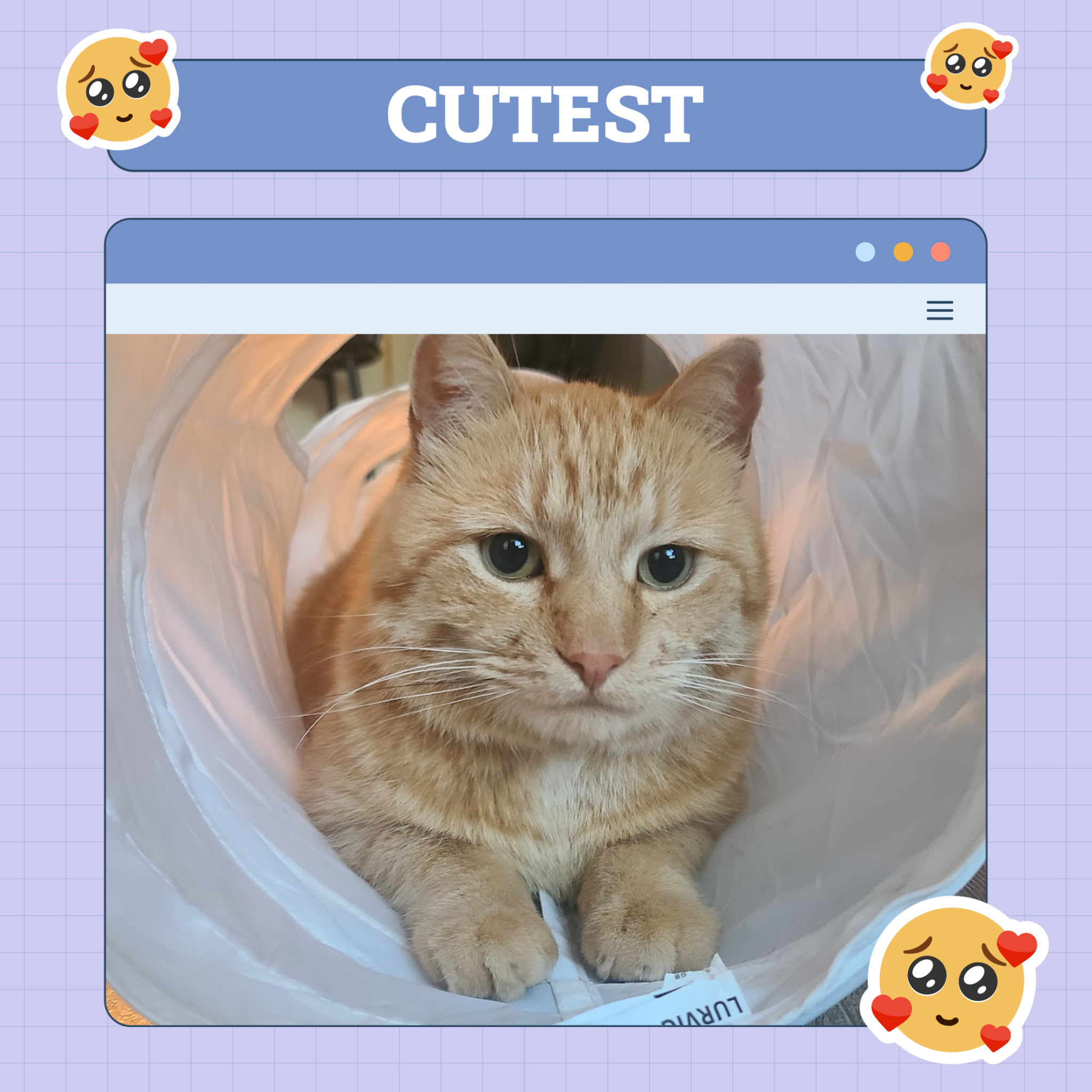 Cutest