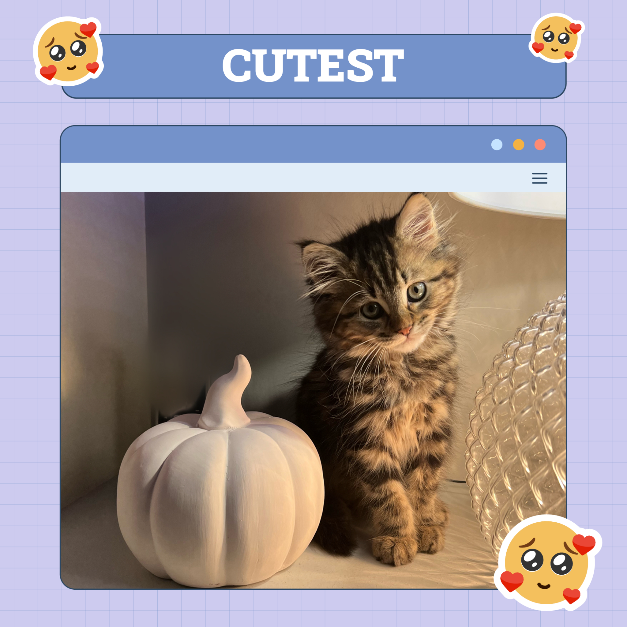 Cutest Cat
