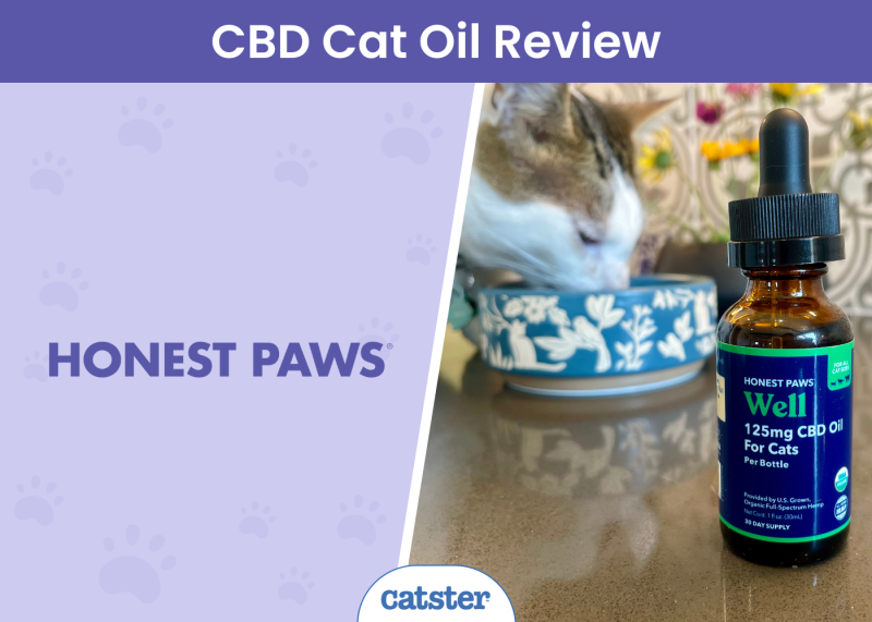 Honest Paws Well CBD Oil Tincture for Cats Review - featured image