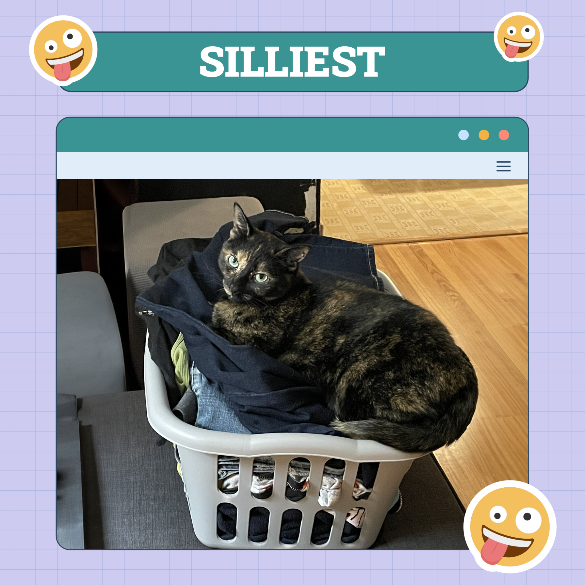 Silliest Cat of the week