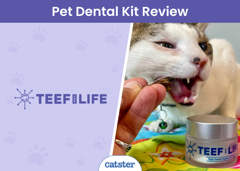 TEEF for Life Review 2024 - featured image
