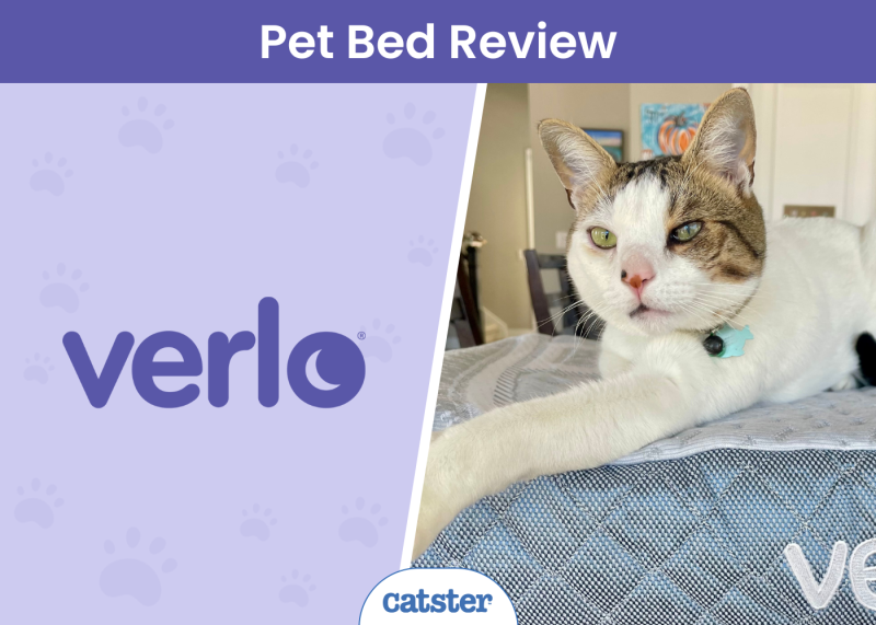Verlo Pet Beds Review - featured image
